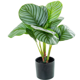 Dekorativ växt Alexandra House Living Plast Calathea 50 cm